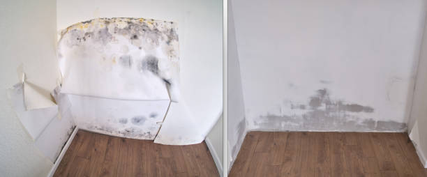 Best Mold Removal Process  in USA